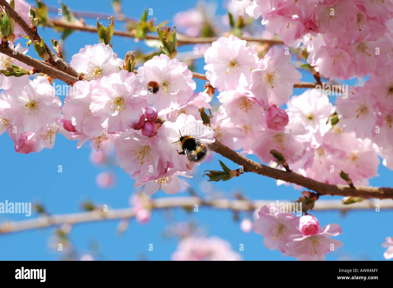 Hummel bestäubt eine Blüte rosa Blume Stockfoto