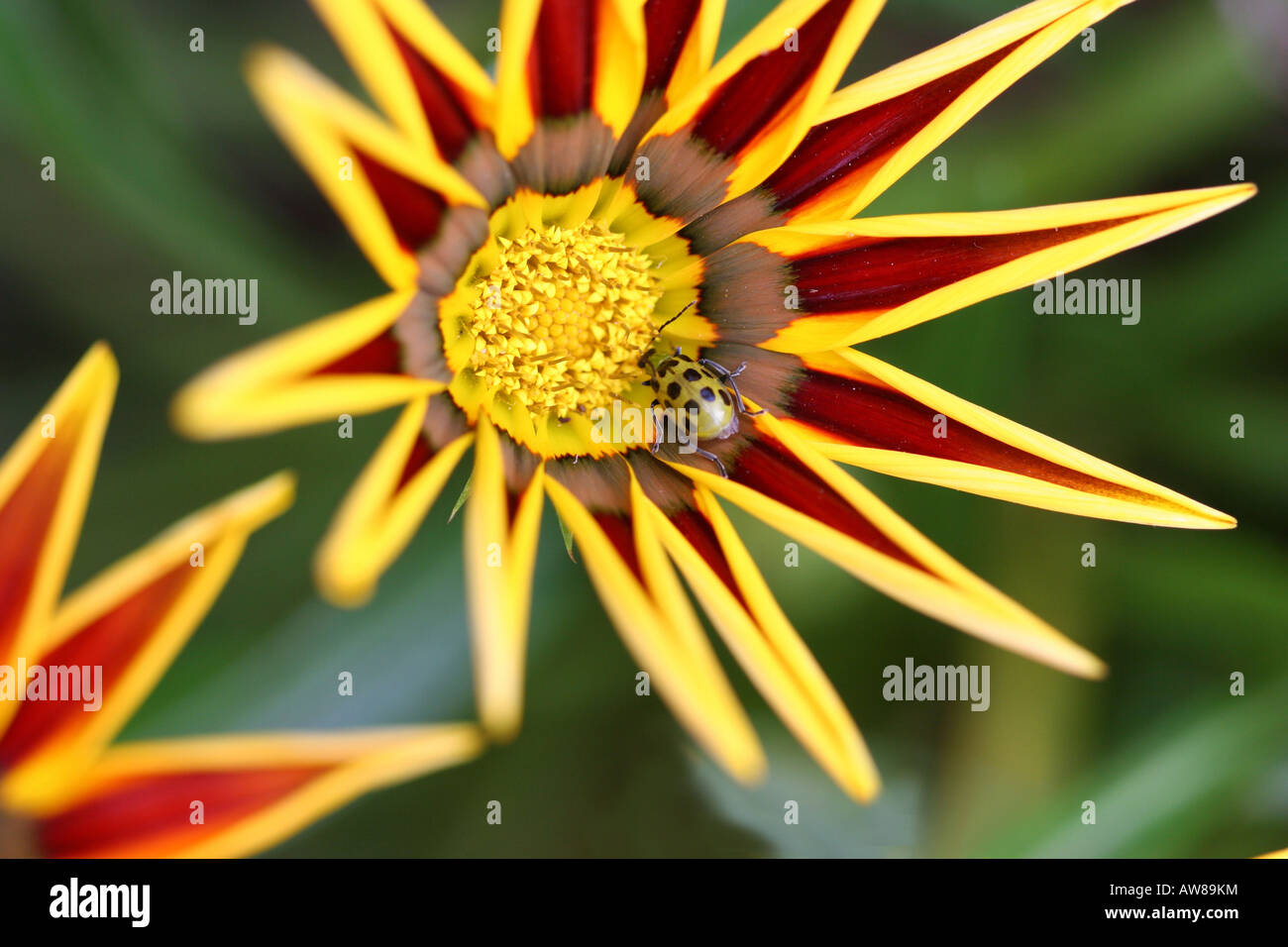 Gazania Tiger Stripes mit Gurkenkäfer Insekt auf einer wilden Blumen unscharf Hintergrund über der Decke von oben nah oben niemand horizontal Hi-res Stockfoto