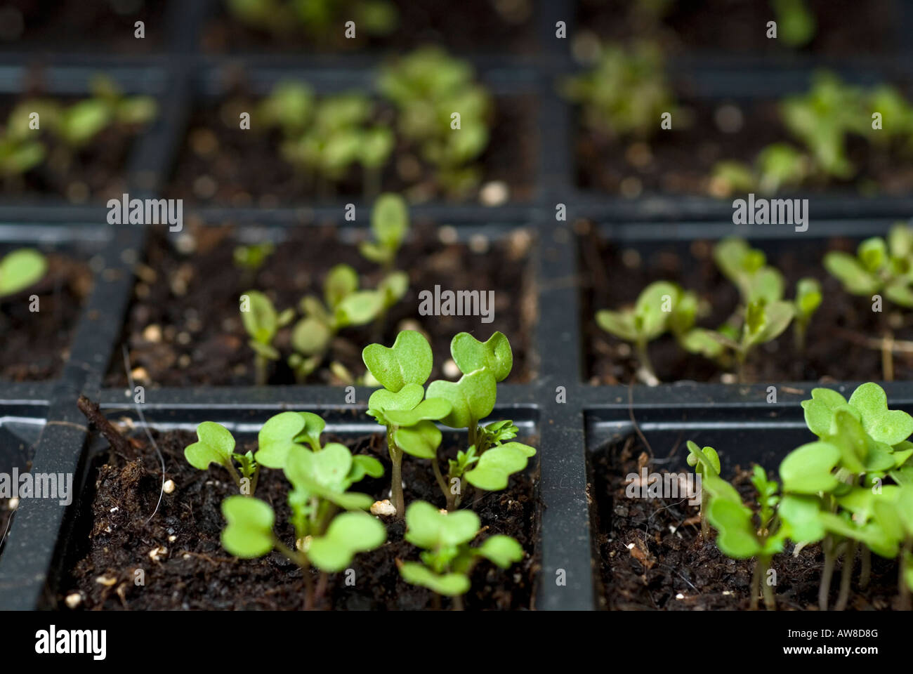 Bild von einem Tablett mit Salat Sämlinge die Sämlinge werden in den Garten gepflanzt werden wenn sie größer sind Stockfoto