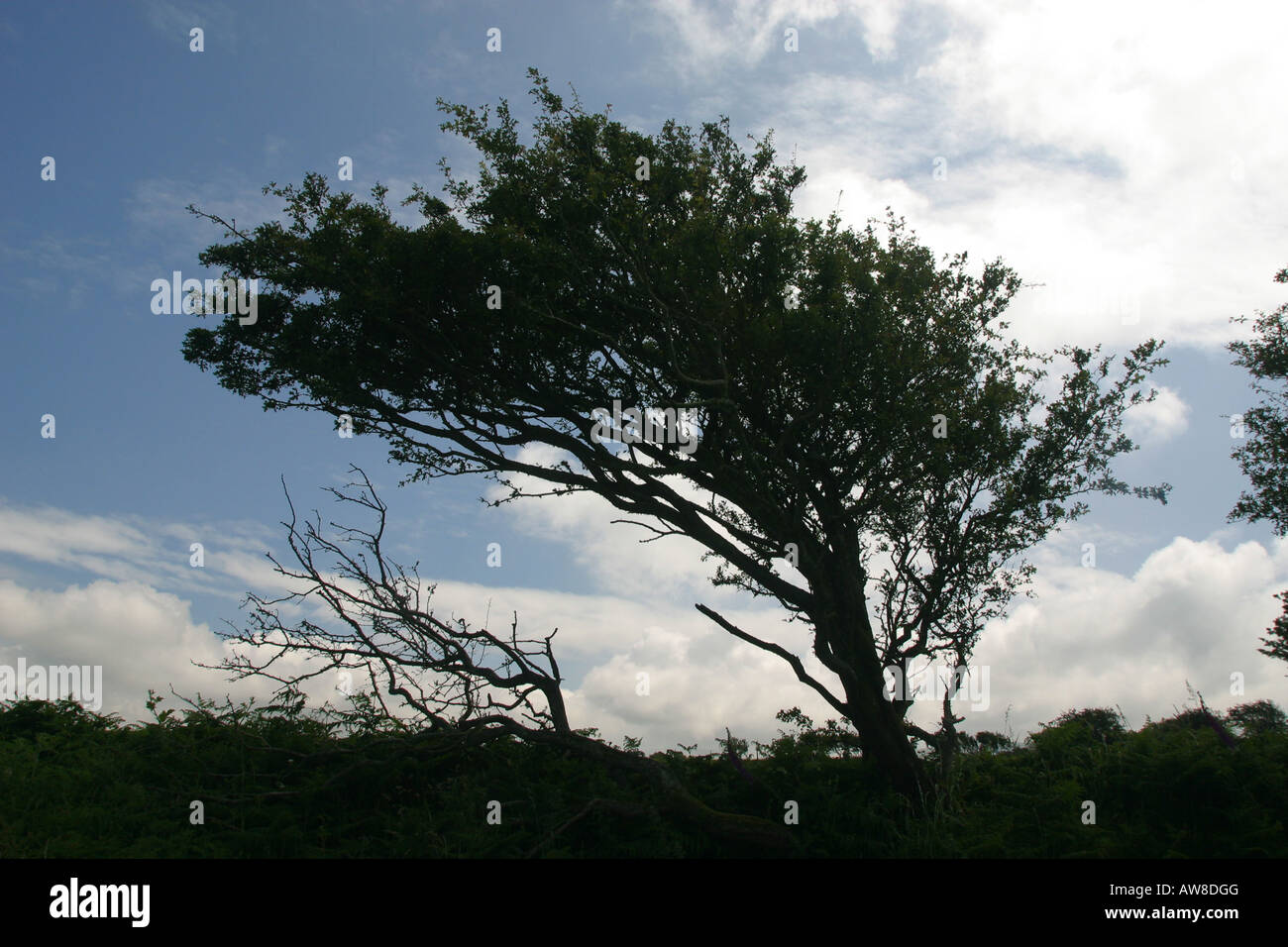 Wind fegte Baum in Pembrokeshire nahe der Küste. Der Baum ist gelehnt, verursacht durch die vorherrschenden Winde. Stockfoto