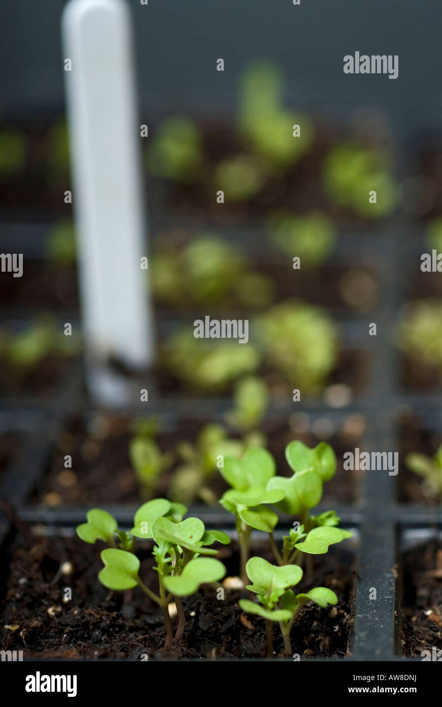 Bild von einem Tablett mit Salat Sämlinge die Sämlinge werden in den Garten gepflanzt werden wenn sie größer sind Stockfoto