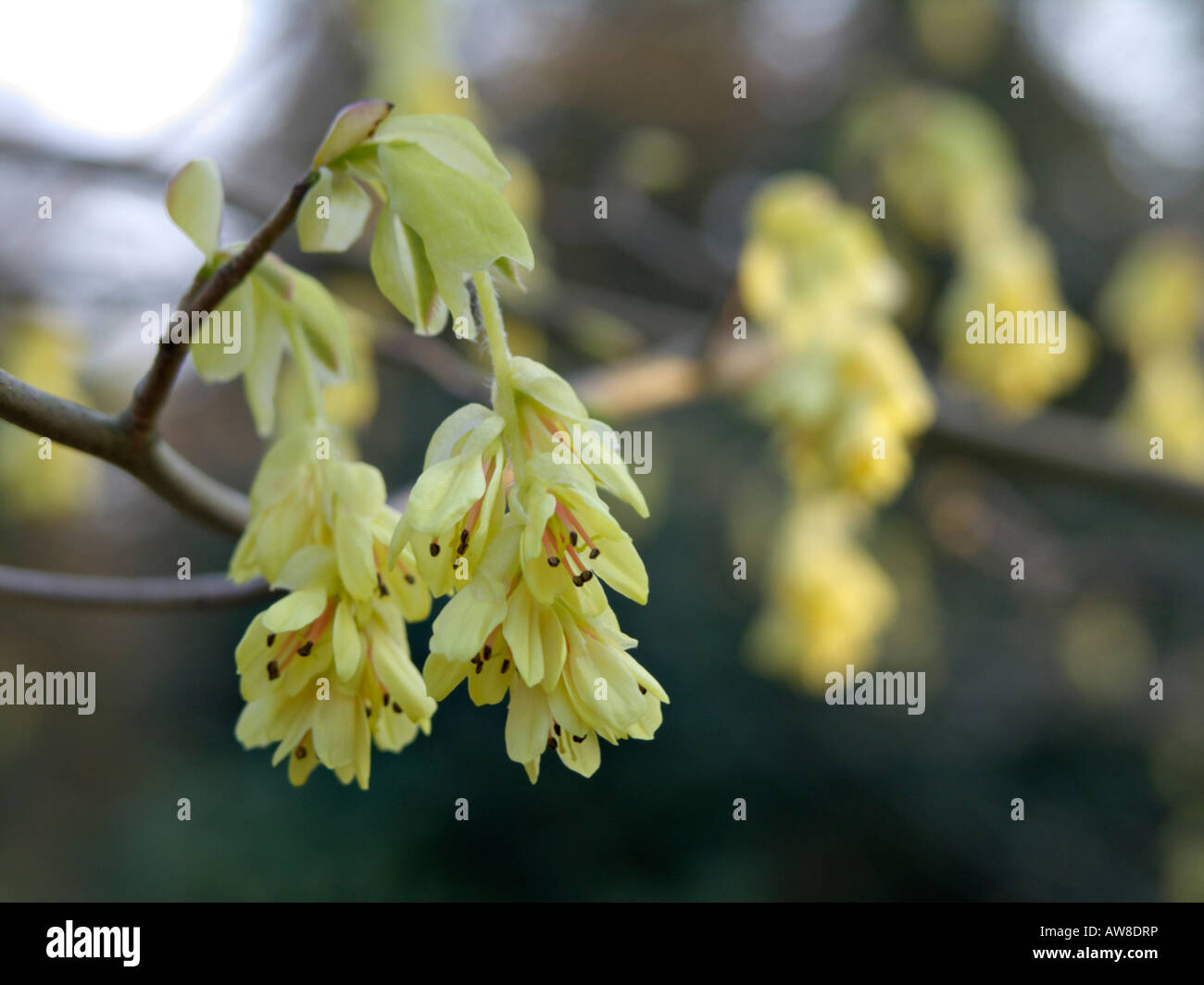 Buttercup winter Hazel (corylopsis pauciflora) Stockfoto