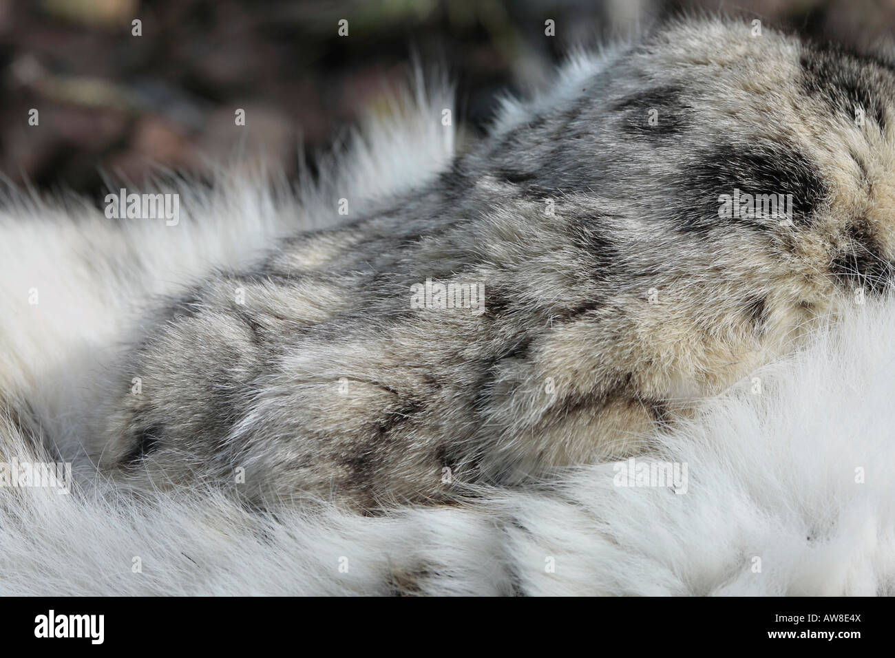 Pfote Schneeleopard Uncia uncia Stockfoto