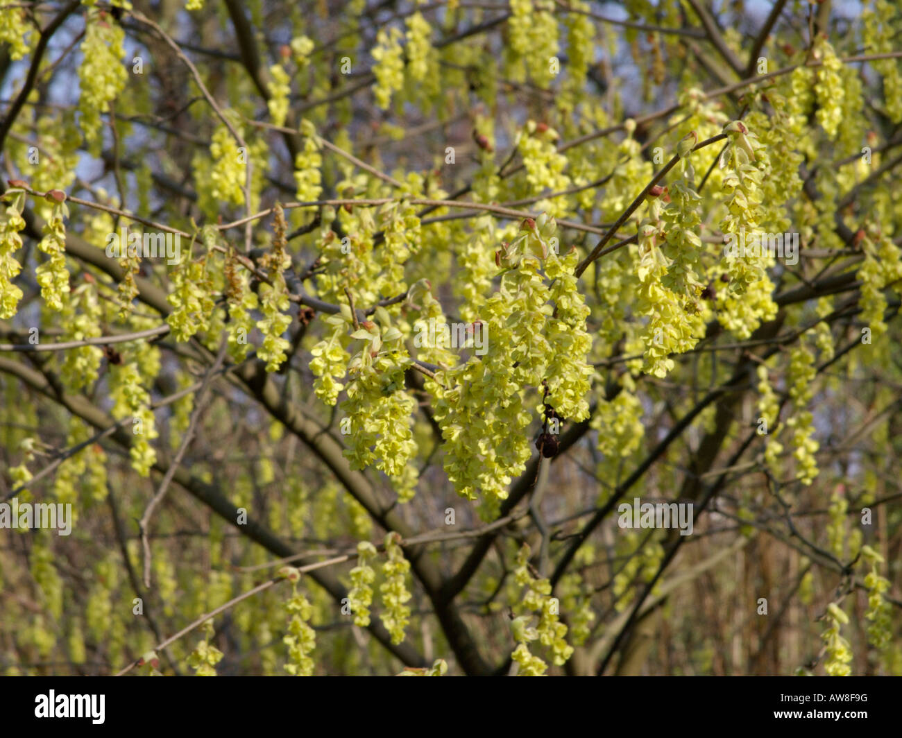 Winterhasel (Corylopsis glandulifera var. hypogluca) Stockfoto