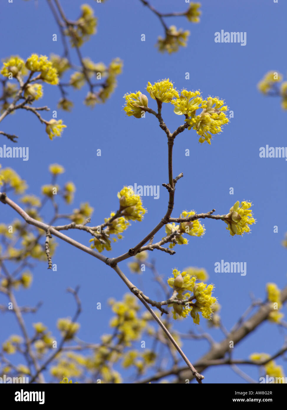 Carneol Kirsche (Cornus Mas) Stockfoto