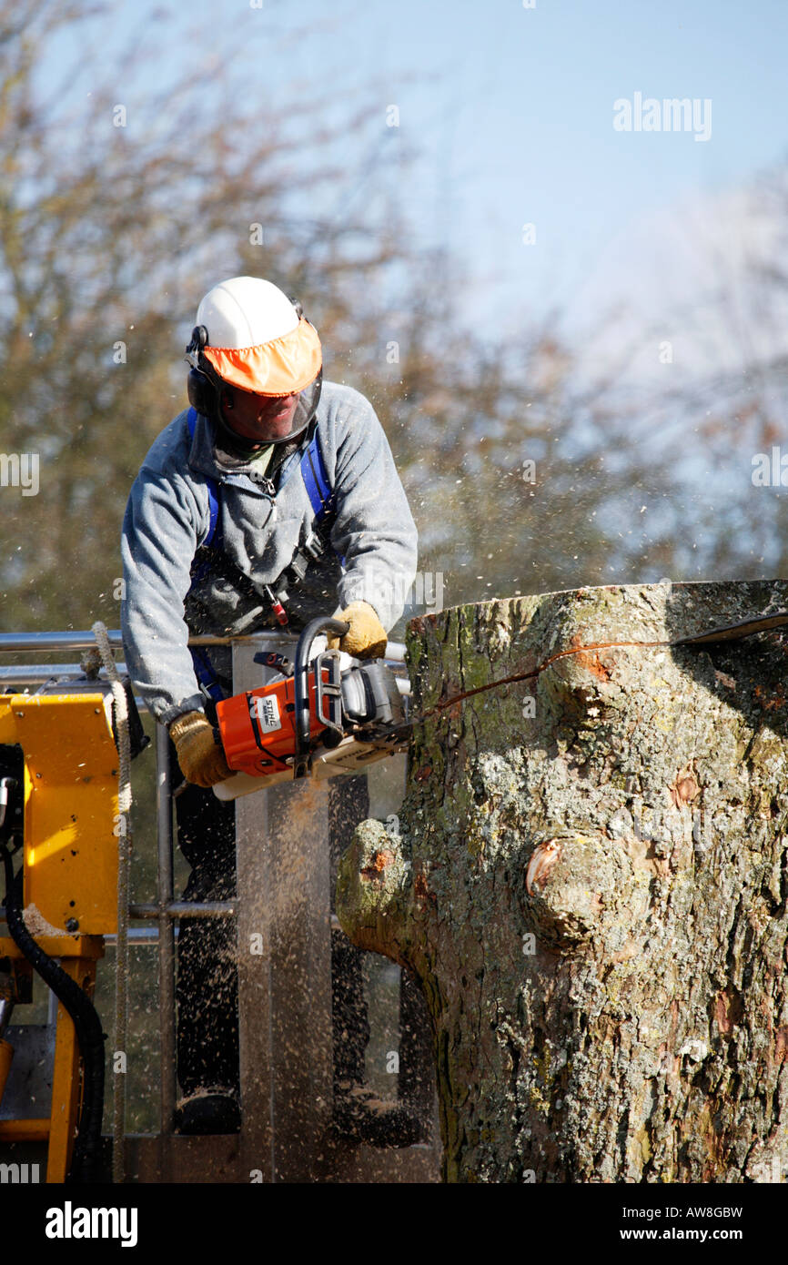 Baumpfleger Senkung Baum mit Kette sah stehen in Hubarbeitsbühnen Stockfoto