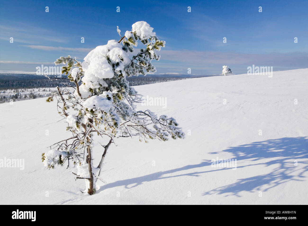 Winter in Saariselkä nördlichen Finnland Klimawandel hat bereits Durchschnittstemperaturen von 0 7 oC im letzten Jahrhundert Stockfoto