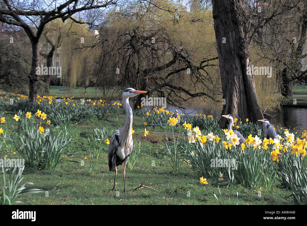 Graureiher Ardea Cinerea unter den Narzissen im Regents Park London England Frühling Stockfoto