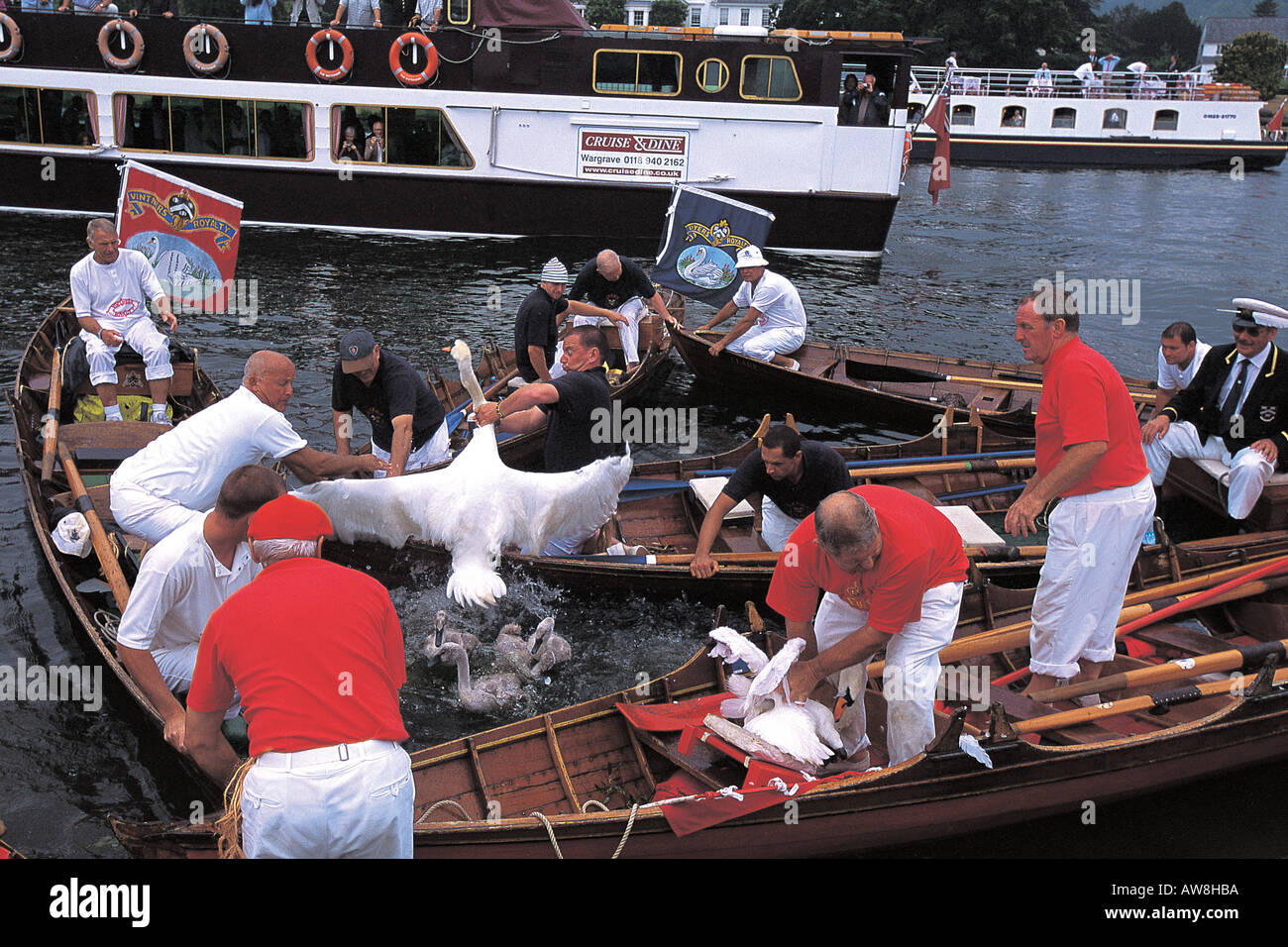 Traditionelle Swan upping auf der Themse in der Nähe von Henley. Höckerschwan Cygnus Olor. Stockfoto