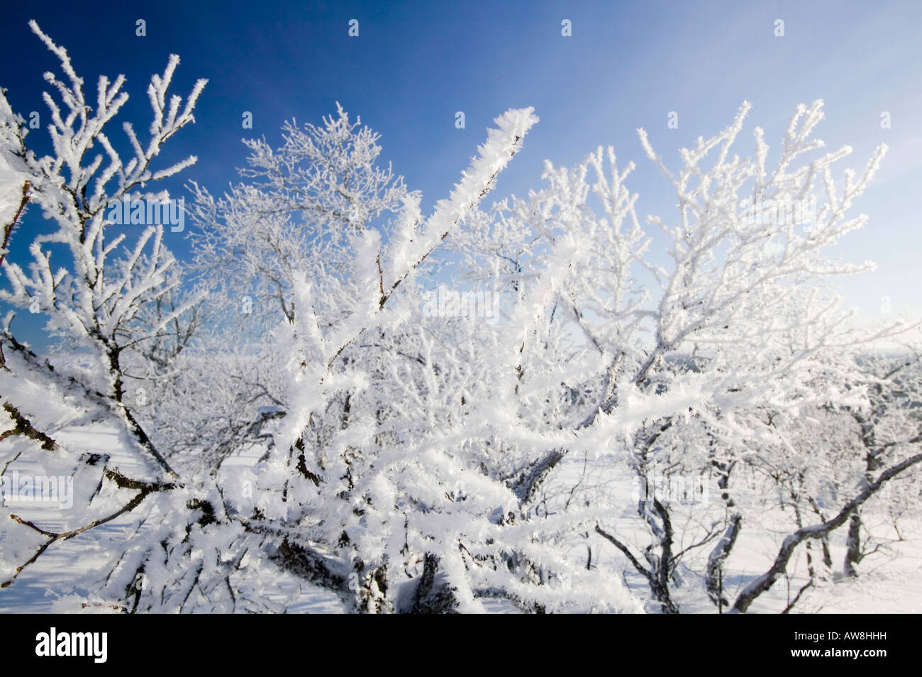 Winter in Saariselkä nördlichen Finnland Klimawandel hat bereits Durchschnittstemperaturen von 0 7 oC im letzten Jahrhundert Stockfoto