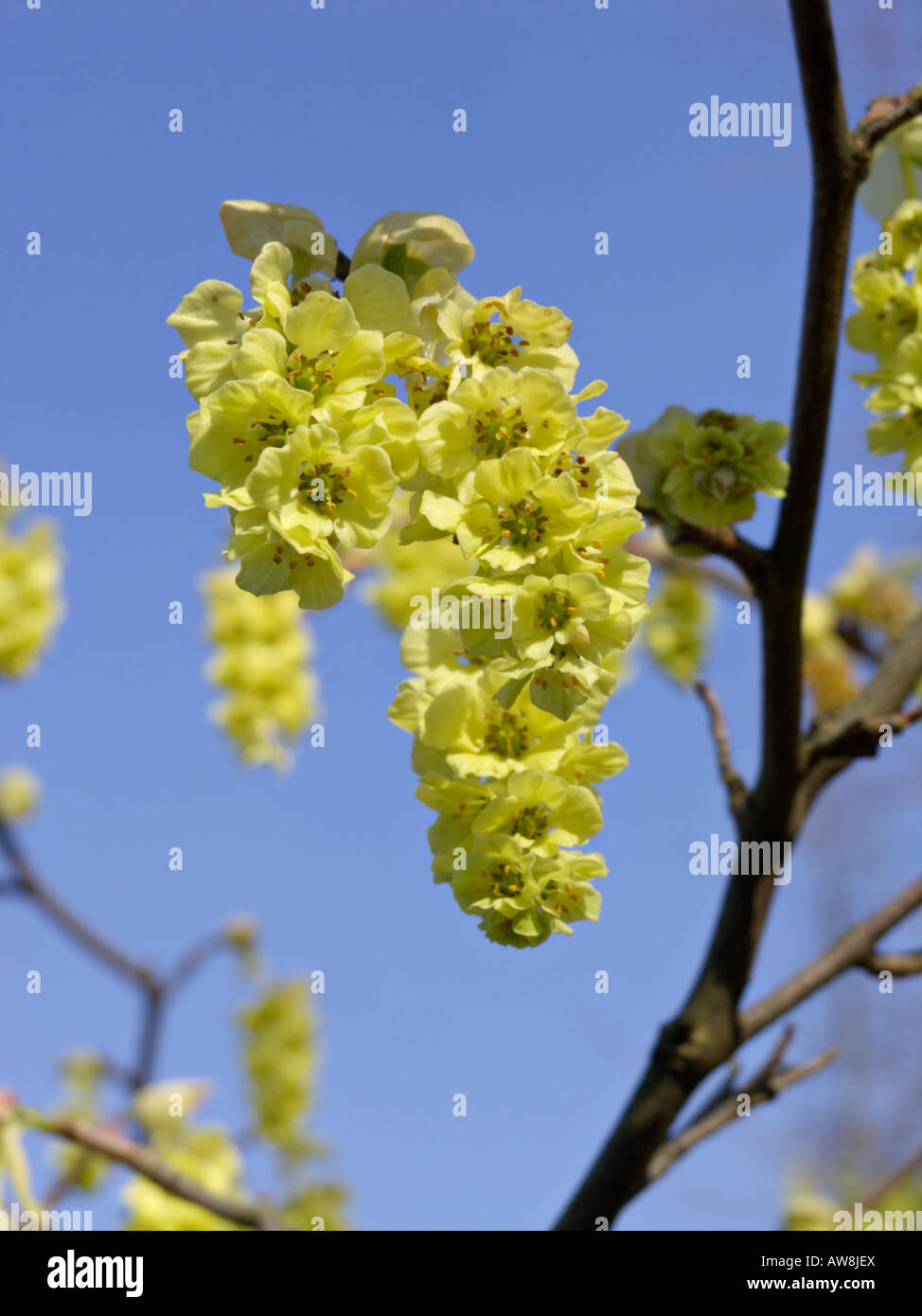 Willmott winter Hazel (corylopsis willmottiae) Stockfoto