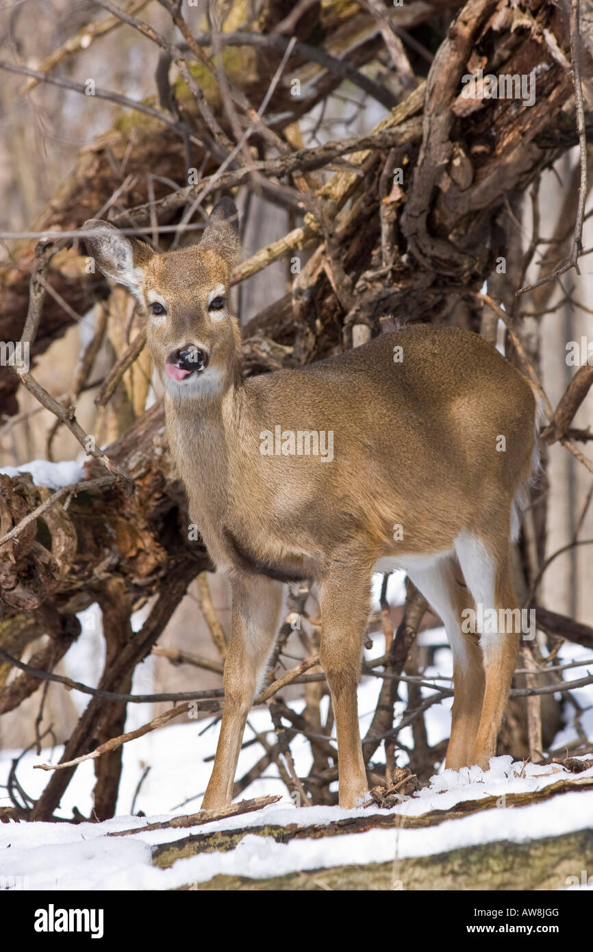 Junge Hirsche zeigen seinen Zungenhirsch weißen Schwanz junge Zunge, die Winterbäume hochauflöst Stockfoto