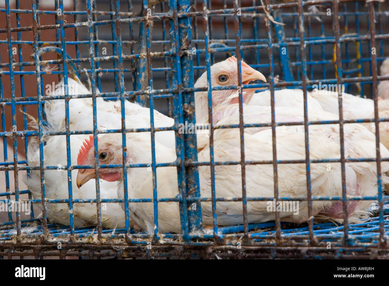 Hühner zusammengepfercht in winzigen Käfigen vor einem Geflügel-Geschäft in Indien Banaglore Stockfoto