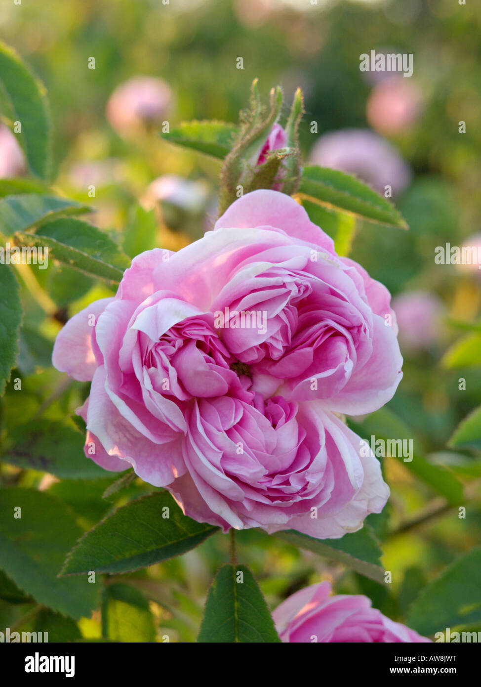 Kohl Rose (rosa x centifolia" Katharina von Württemberg") Stockfoto