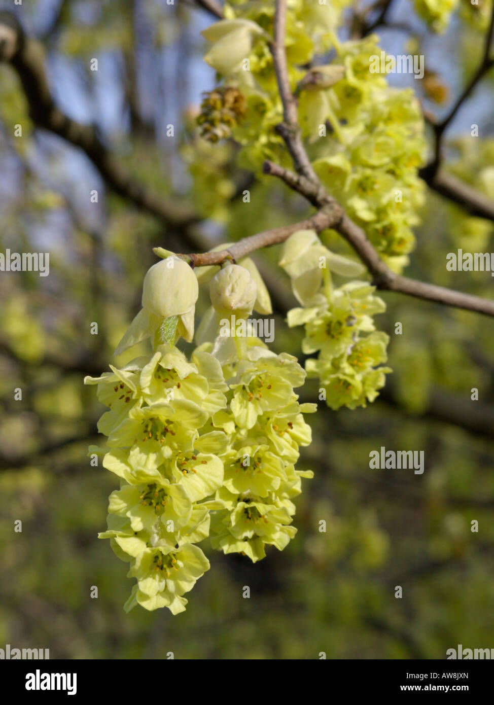 Willmott winter Hazel (corylopsis willmottiae) Stockfoto