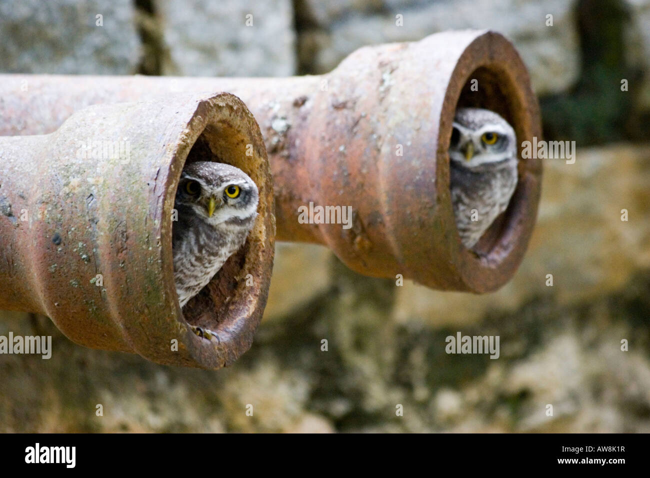 Paar gefleckte Nestlingszeit Athene Brama versteckt in Abwasserleitungen Stockfoto