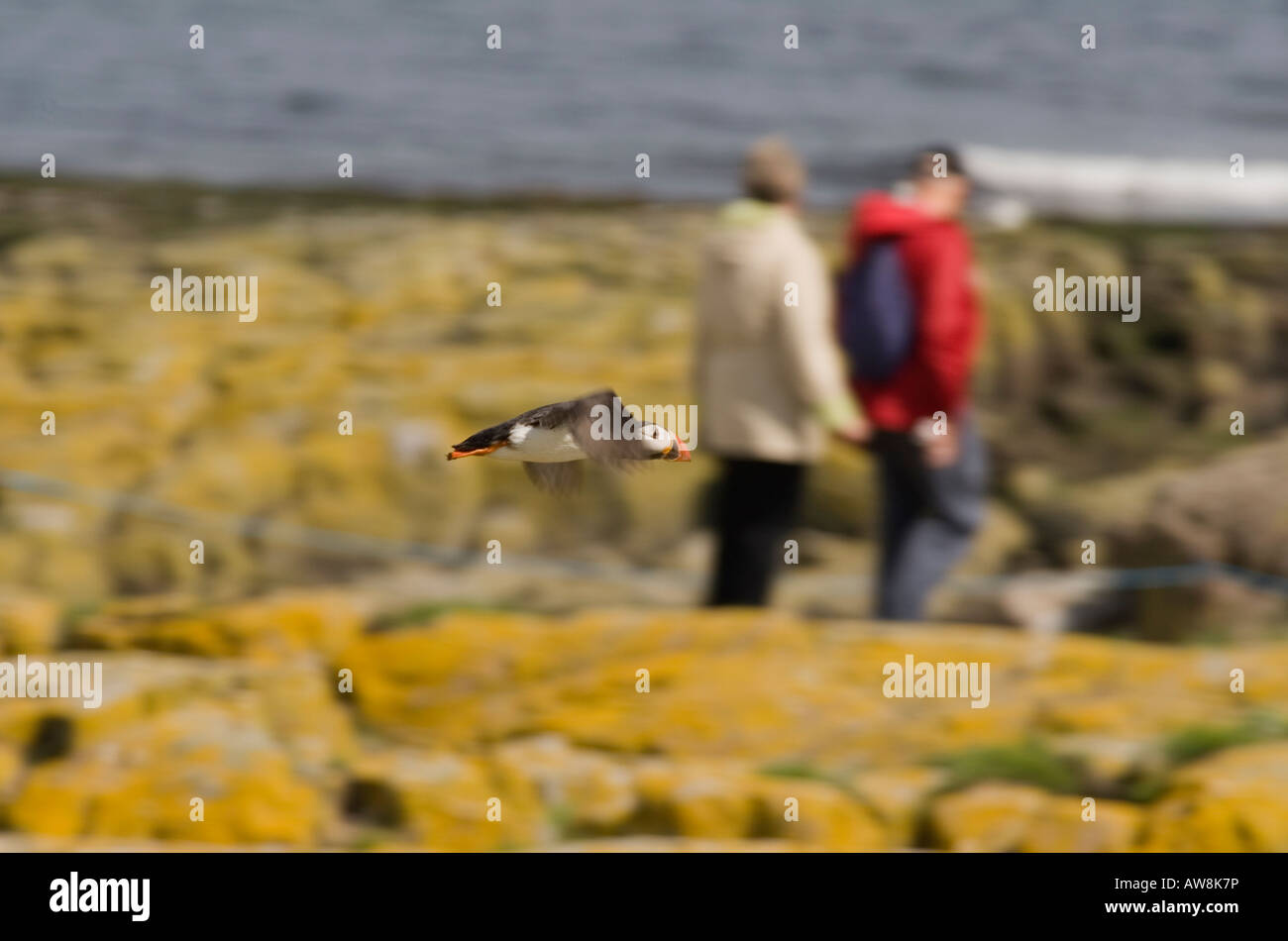 Papageitaucher vorbeifliegen Besucher einen Seevogel Insel, UK, Sommer Stockfoto