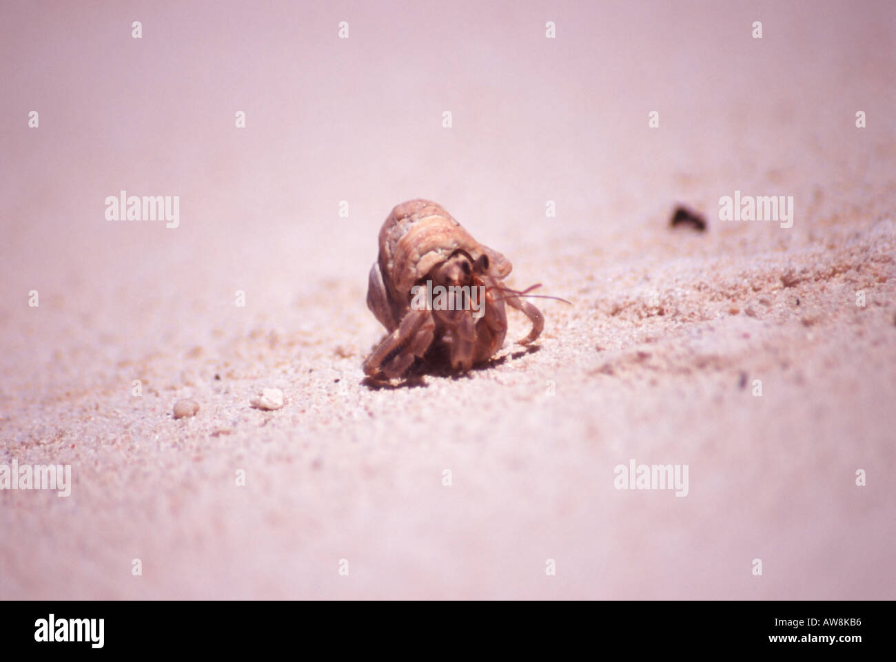 Krabbe auf der Strand-Ishigaki Okinawa-Japan Stockfoto