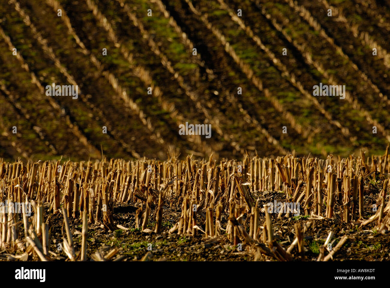 Abgeernteten Maisfeld Stockfoto