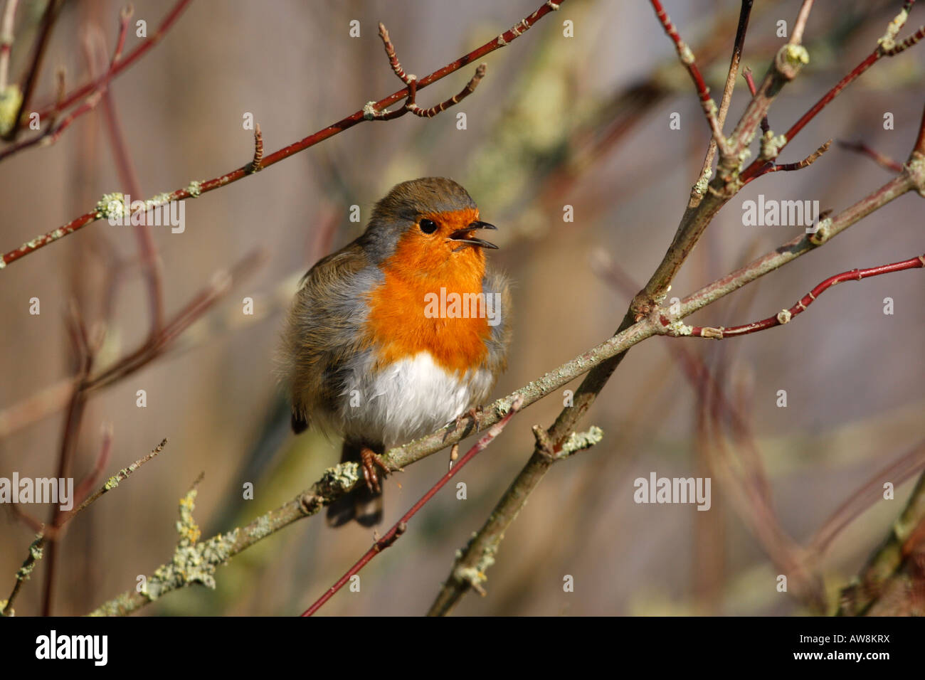 Robin Erithacus Rubecula Gloucestershire winter Stockfoto