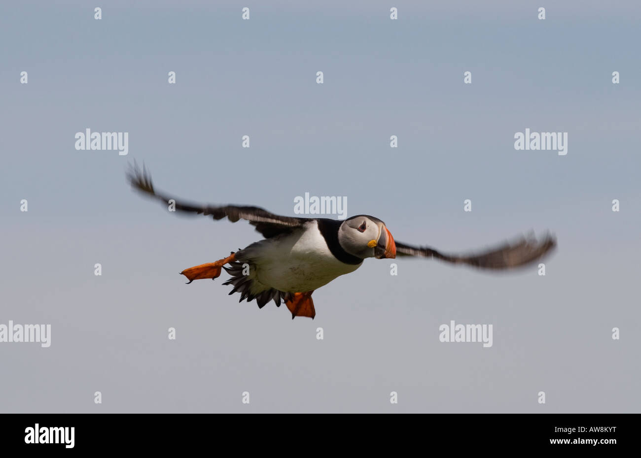 Papageientaucher, während des Fluges, Großbritannien Sommer Stockfoto