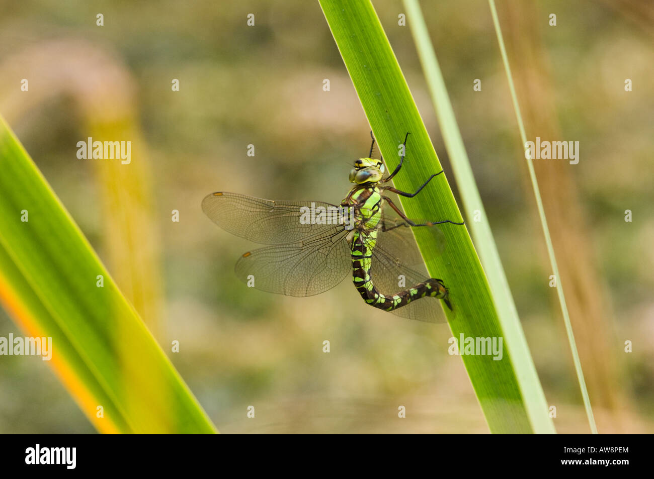 Vor kurzem entstanden Kaiser Dragonfly weibliche klammerte sich an einem Blatt Segge. Stockfoto