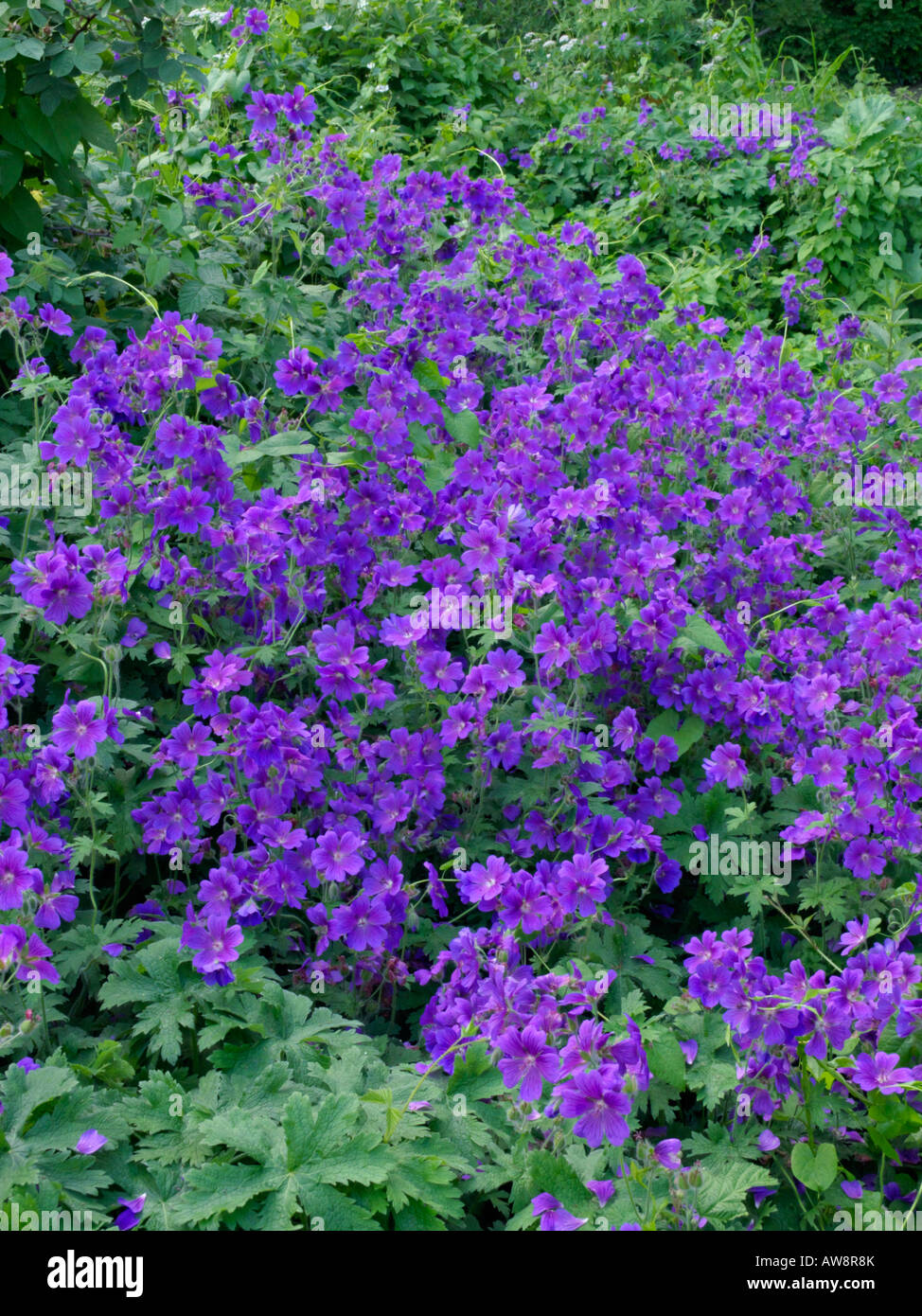 (Geranium x magnificum cranesbill) Stockfoto