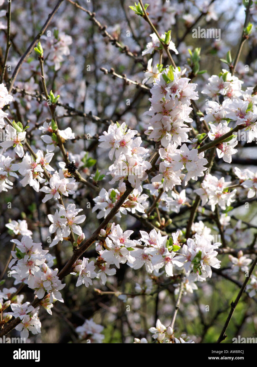 Downy Kirsche (Prunus tomentosa) Stockfoto