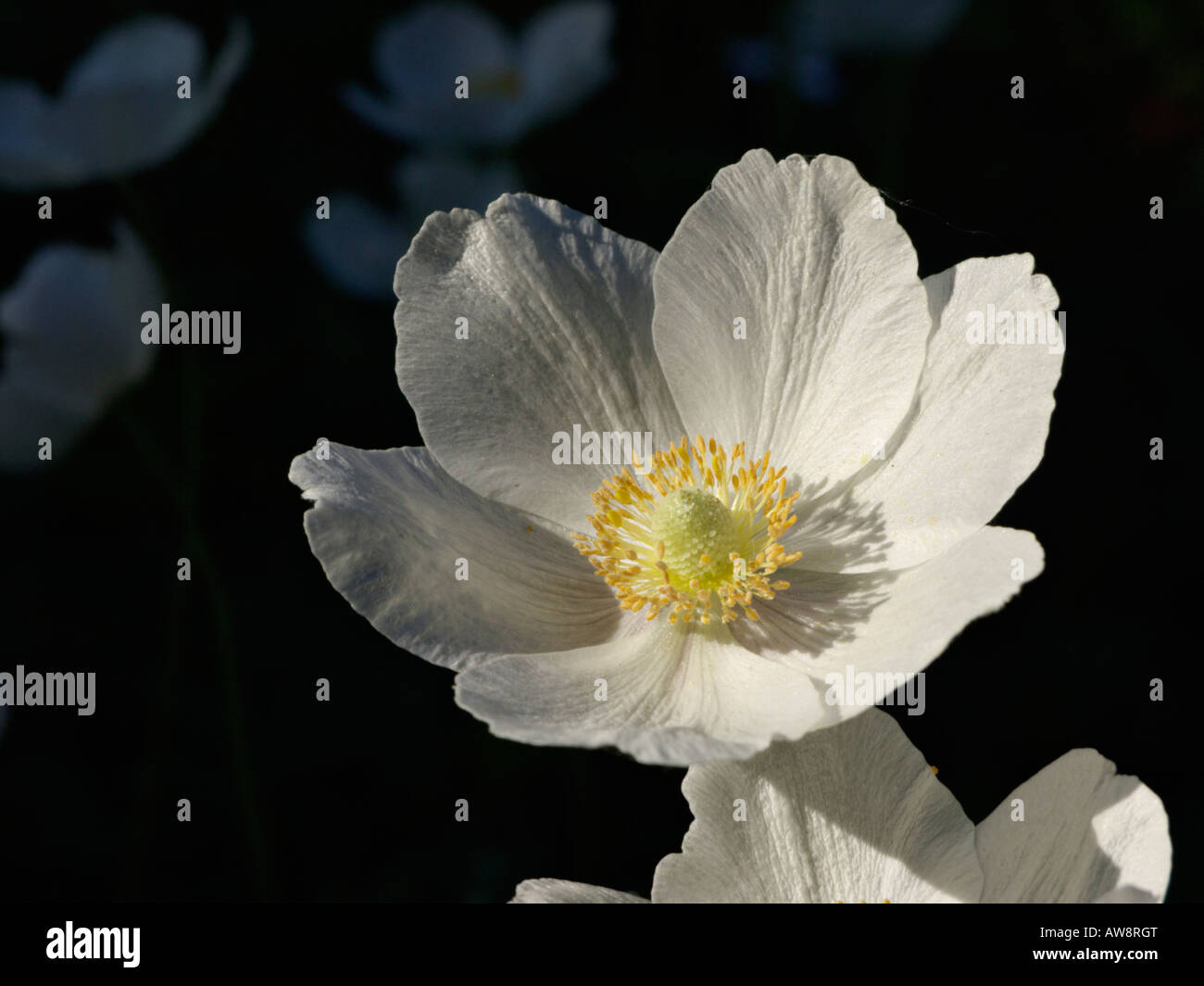 Snowdrop Anemone (Anemone sylvestris) Stockfoto