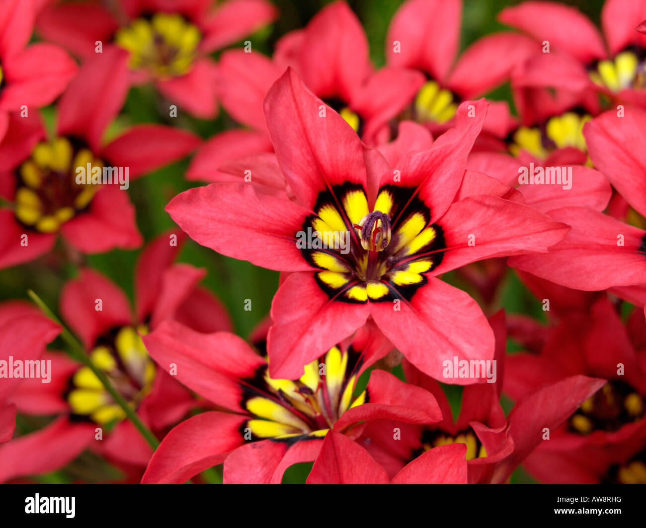 Sparaxis tricolor -Fotos und -Bildmaterial in hoher Auflösung – Alamy