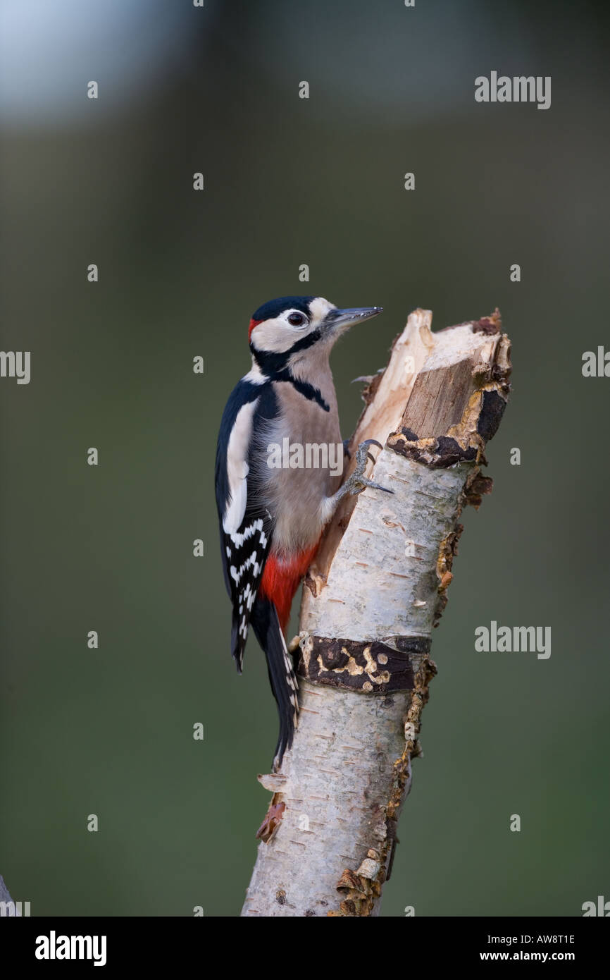 Der Buntspecht Dendrocopos Major thront auf einem Zweig Stockfoto