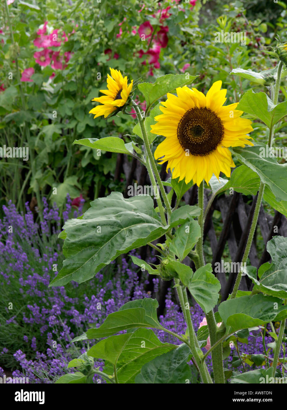 Gemeinsame Sonnenblume (Helianthus annuus), Lavendel (Lavandula angustifolia) und gemeinsame Malve (Alcea rosea) Stockfoto