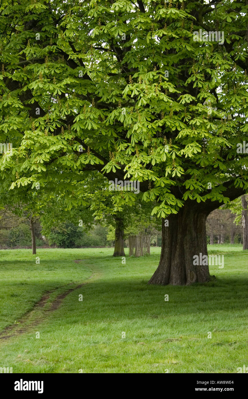 Vertikale Schuss von einem grünen Pferd Chesnut Baum in Surrey England UK Stockfoto