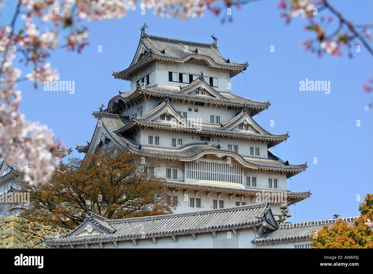 Sakura Blüte in Himeji castle Stockfoto
