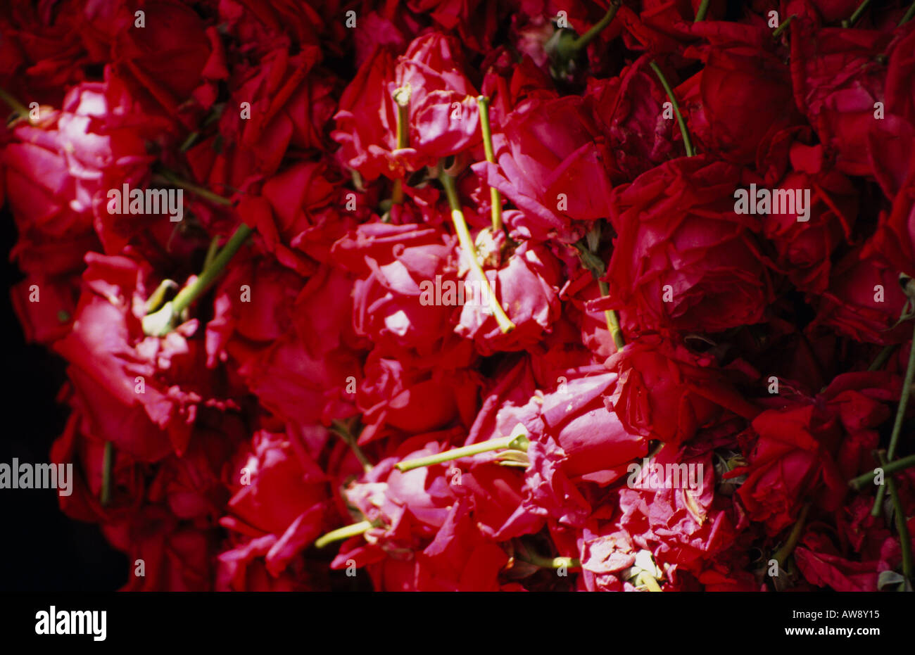 Rote Rosen zum Verkauf an Devaraja Markt, Mysore, Karnataka, Indien Stockfoto