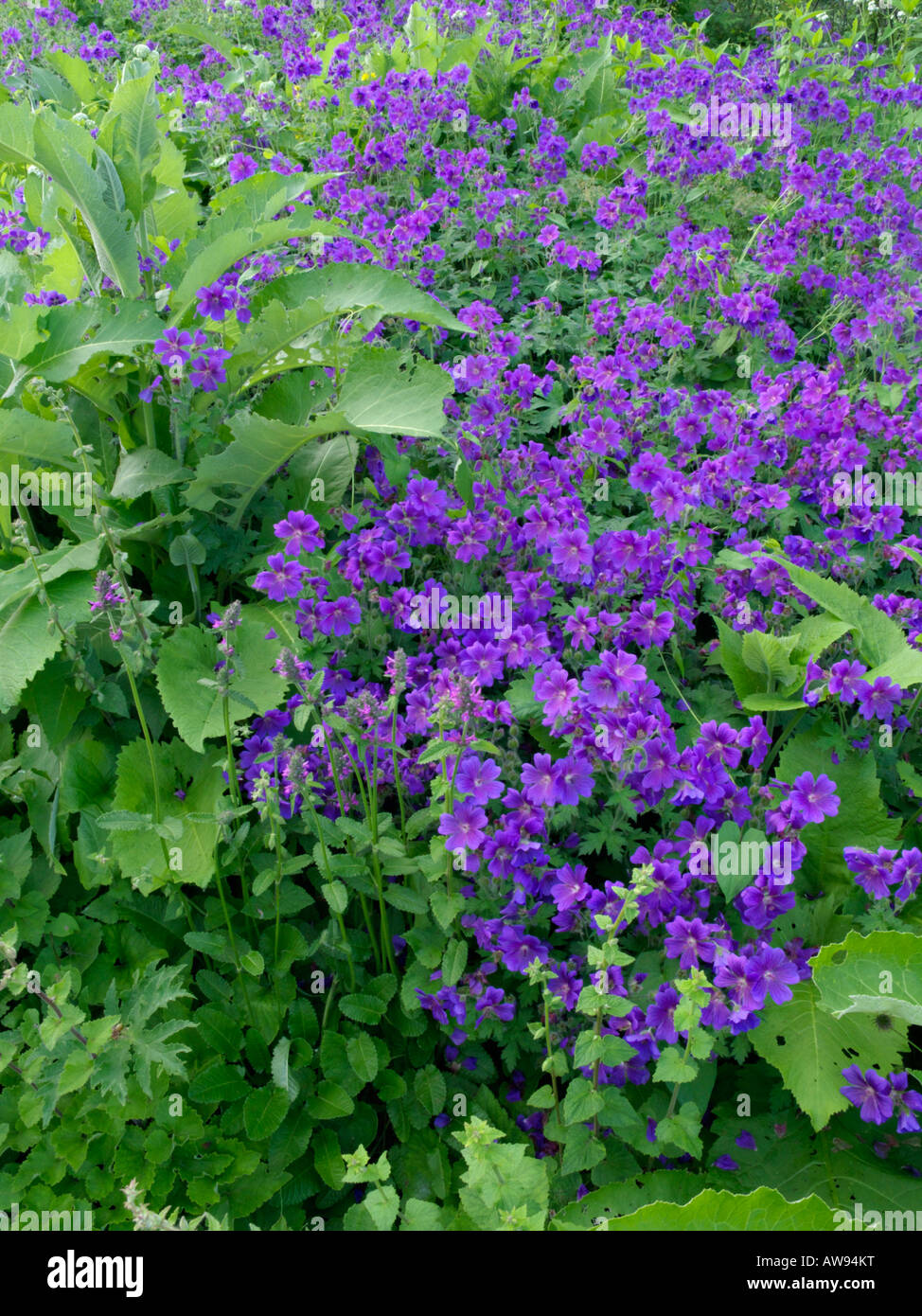 (Geranium x magnificum cranesbill) Stockfoto