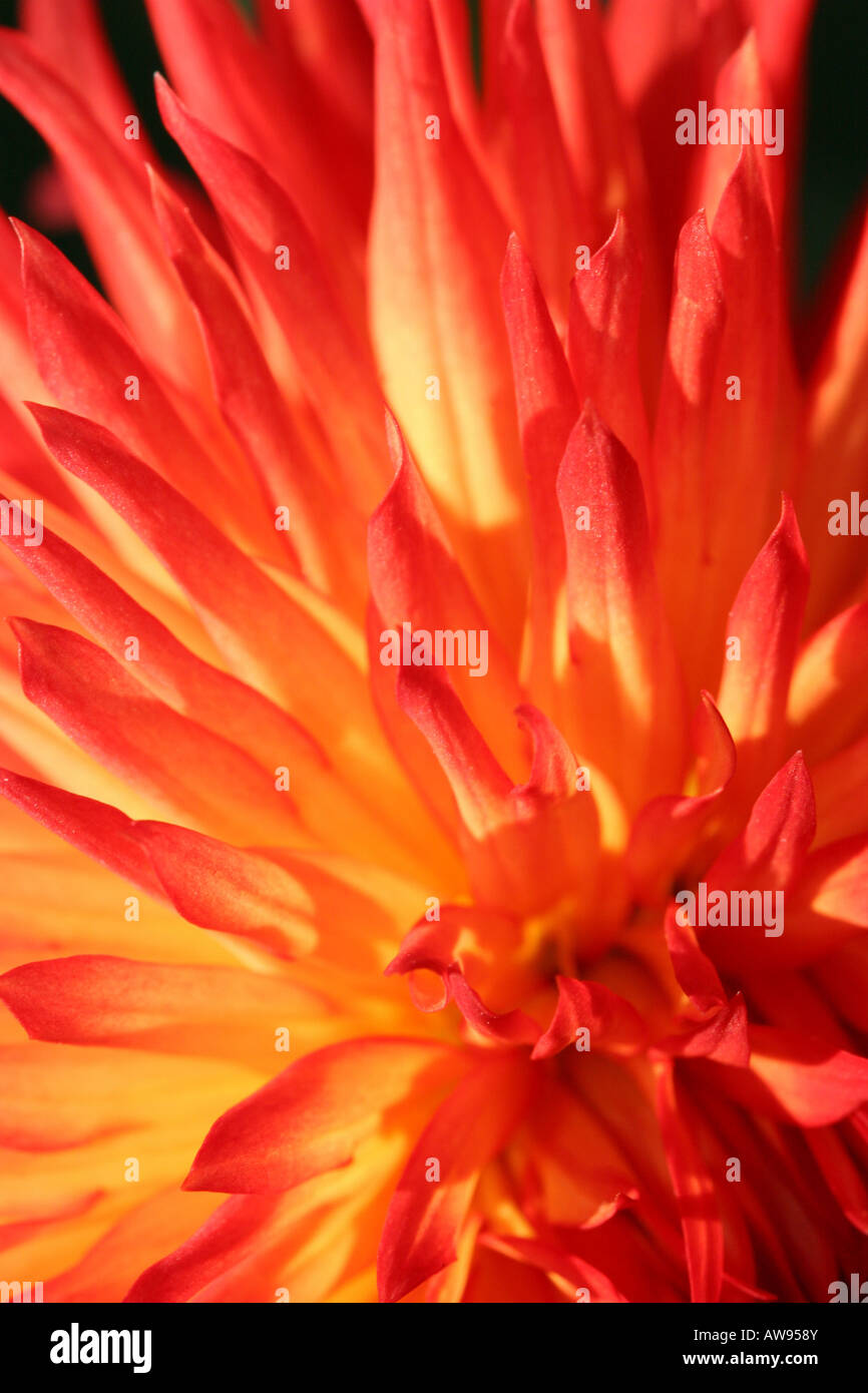 Orange Dahlia Weston Blume Blumen Flora künstlerische Orange Hi-res Stockfoto