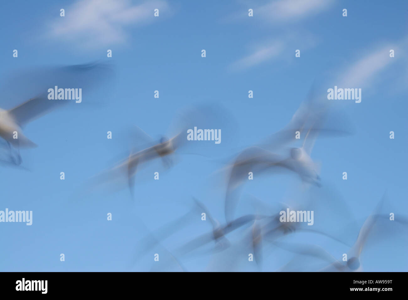 Eine Herde von Black-faced Möwen fliegen schafft eine luftige Szene am Meer entlang in North Carolina Stockfoto
