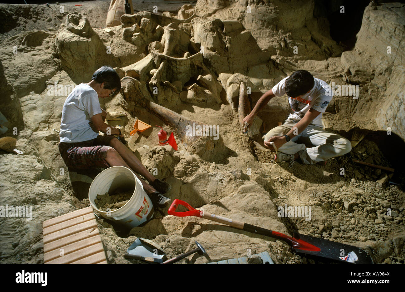 Paläontologen Aushub kolumbianischen Mammut bleibt der Mammut Website South Dakota Stockfoto