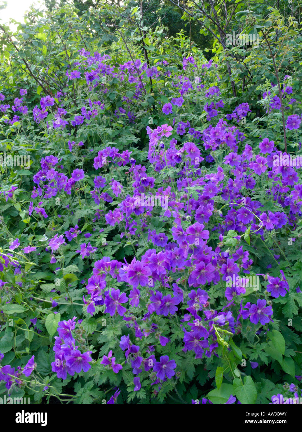 (Geranium x magnificum cranesbill) Stockfoto