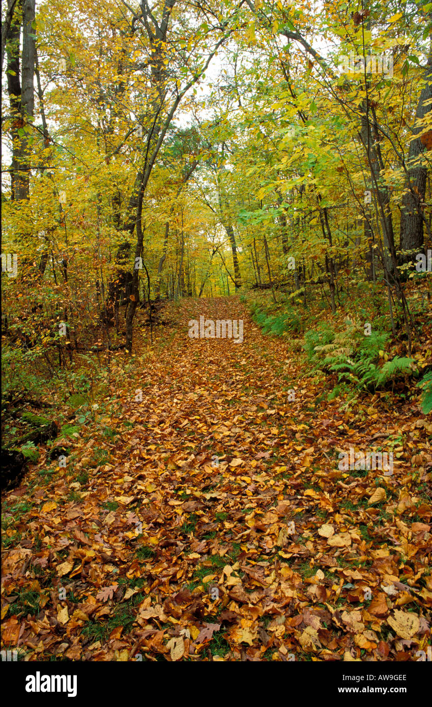 Blätter auf grasbewachsenen Weg durch Mischwald St Croix Wild River State Park-Minnesota Stockfoto