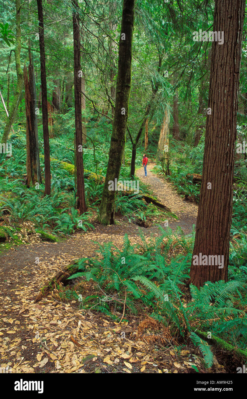 Wanderer im roten Jacke an der Schrader Old Growth Trail Siskiyou National Forest Oregon USA Stockfoto