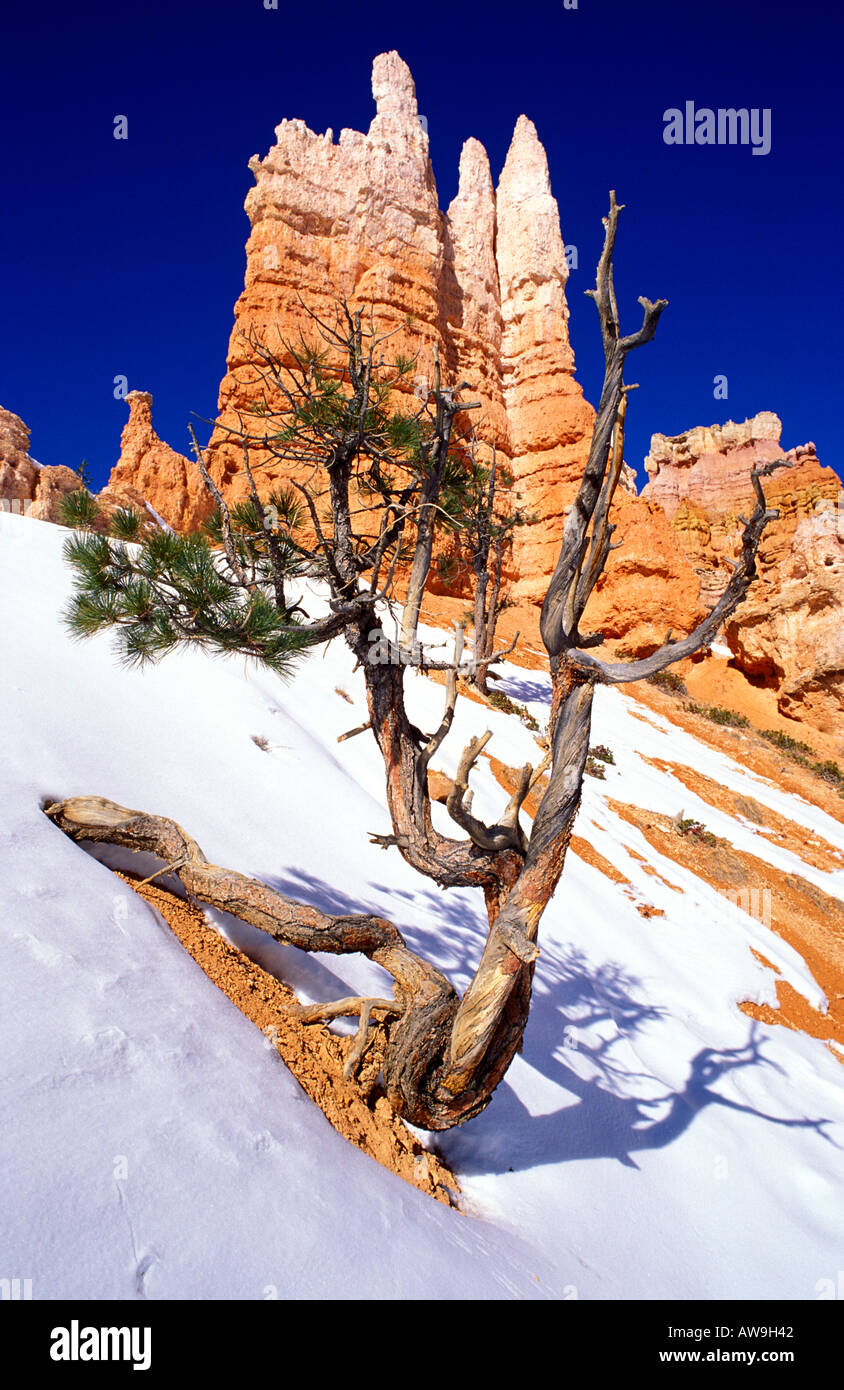 Verdrehte Kiefer und Felsformationen im Winter entlang der Queens Garden Trail-Bryce Canyon Nationalpark Utah Stockfoto