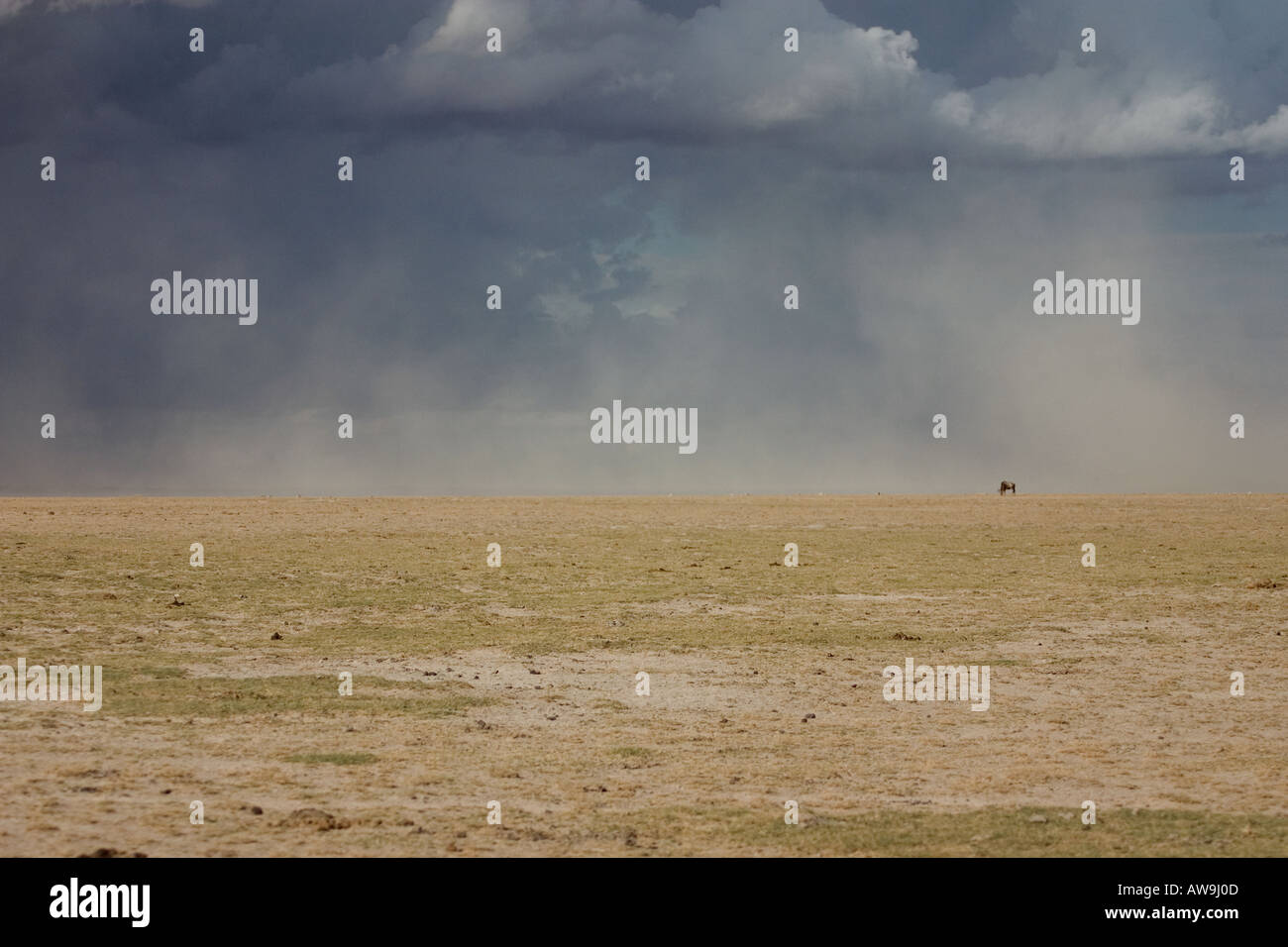 Ein einsamer Gnus auf den Plänen im Amboseli National Park Stockfoto