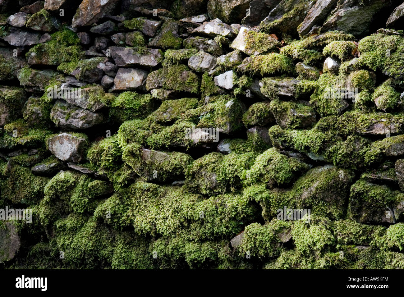 Moos bedeckt Steinmauer in der Nähe von Grasmere Seenplatte Cumbria Stockfoto