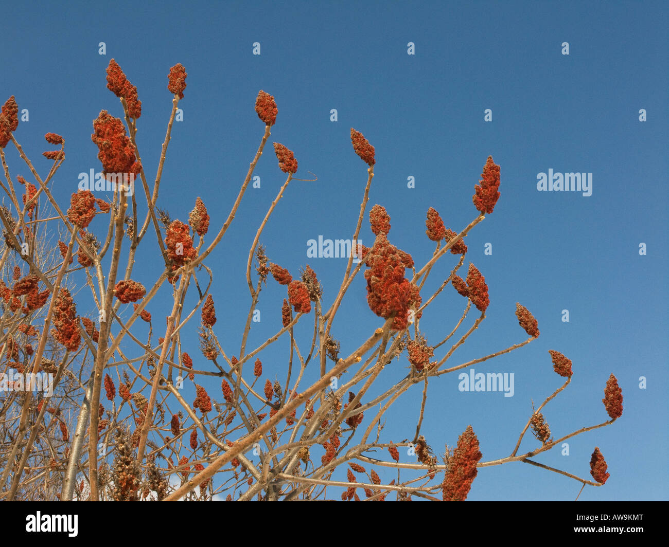 Reife Sumach Früchte im Herbst gegen blauen Himmel. Stockfoto Reife Sumach Früchte im Herbst gegen blauen Himmel. Stockfoto