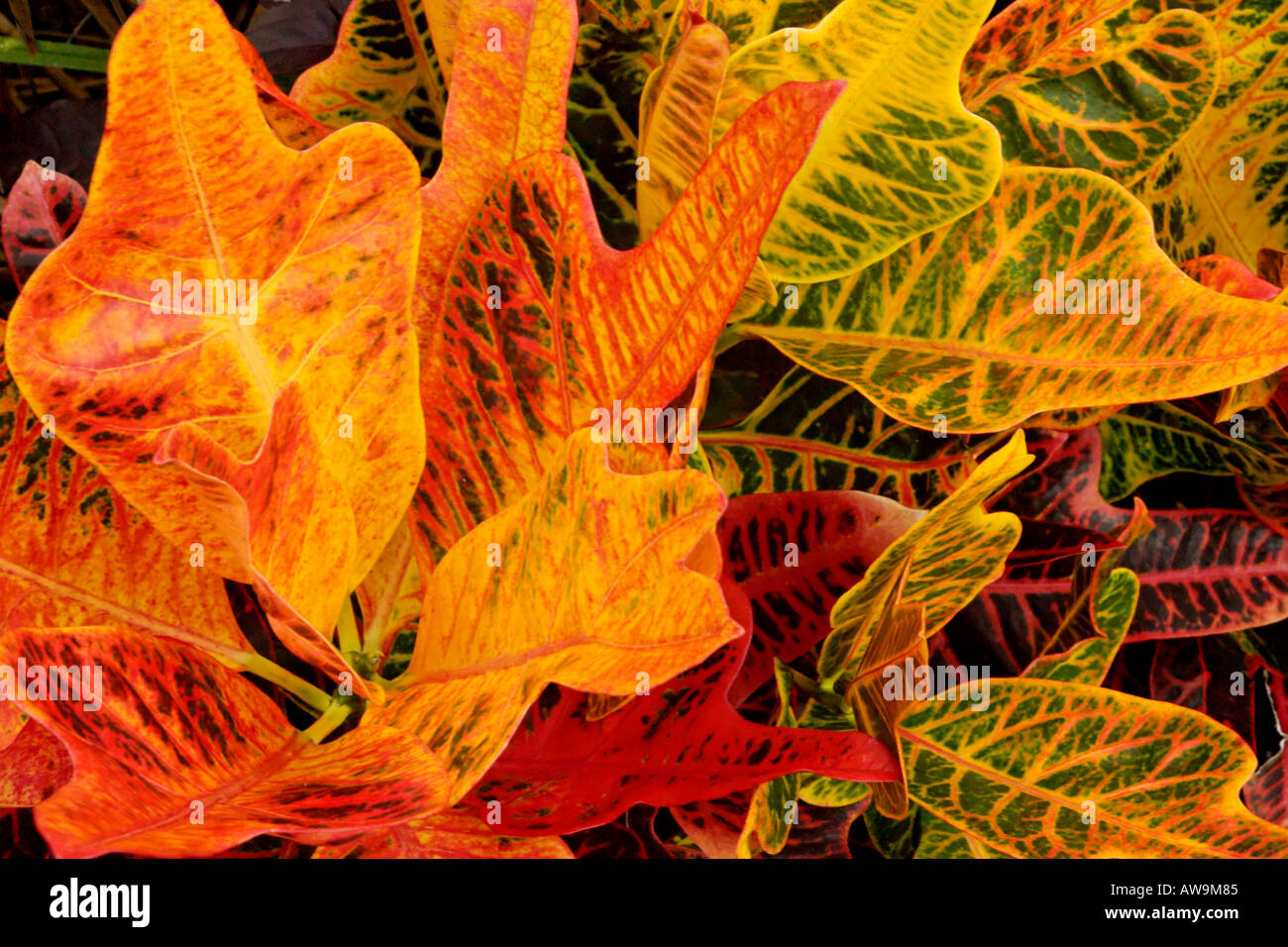 Nahaufnahme von orange und grüne Pflanzen F1008A2648 Stockfoto