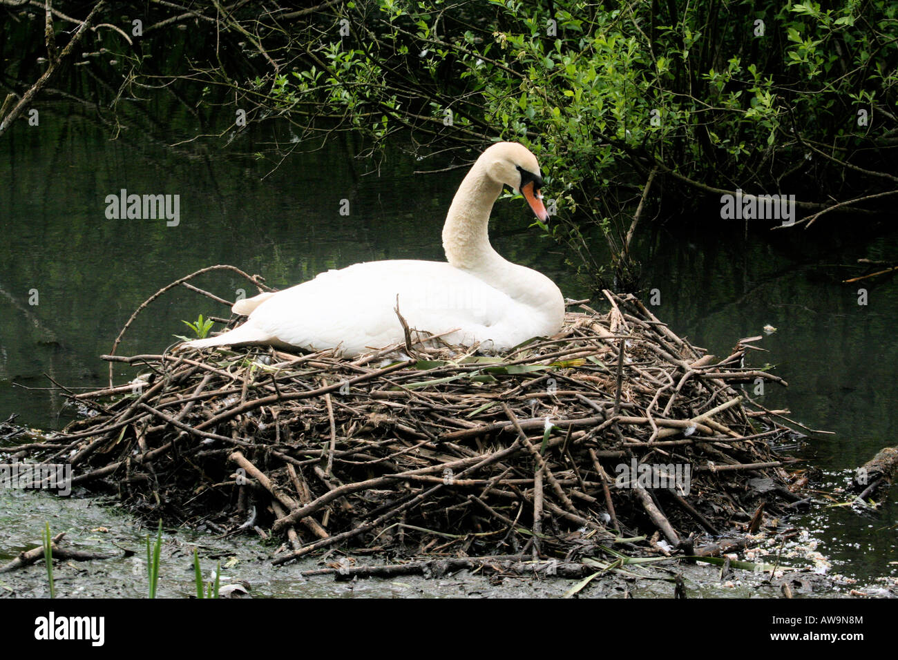 Schwan sitzt auf ihrem Nest Peak District Derbyshire England Stockfoto