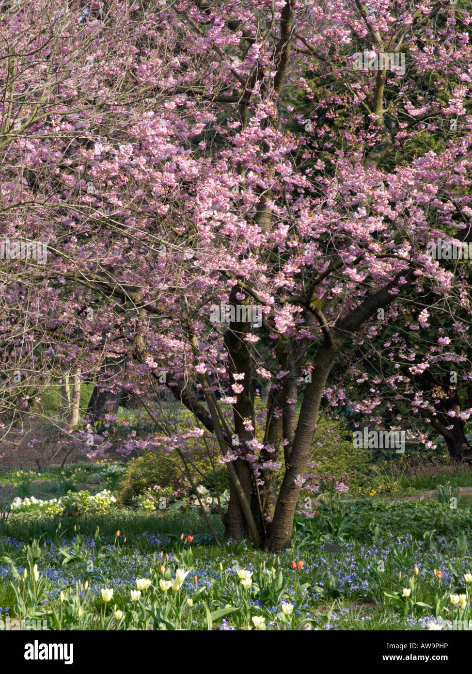 Herbst Kirsche (Prunus subhirtella x sargentii "Ritterschlag") Stockfoto