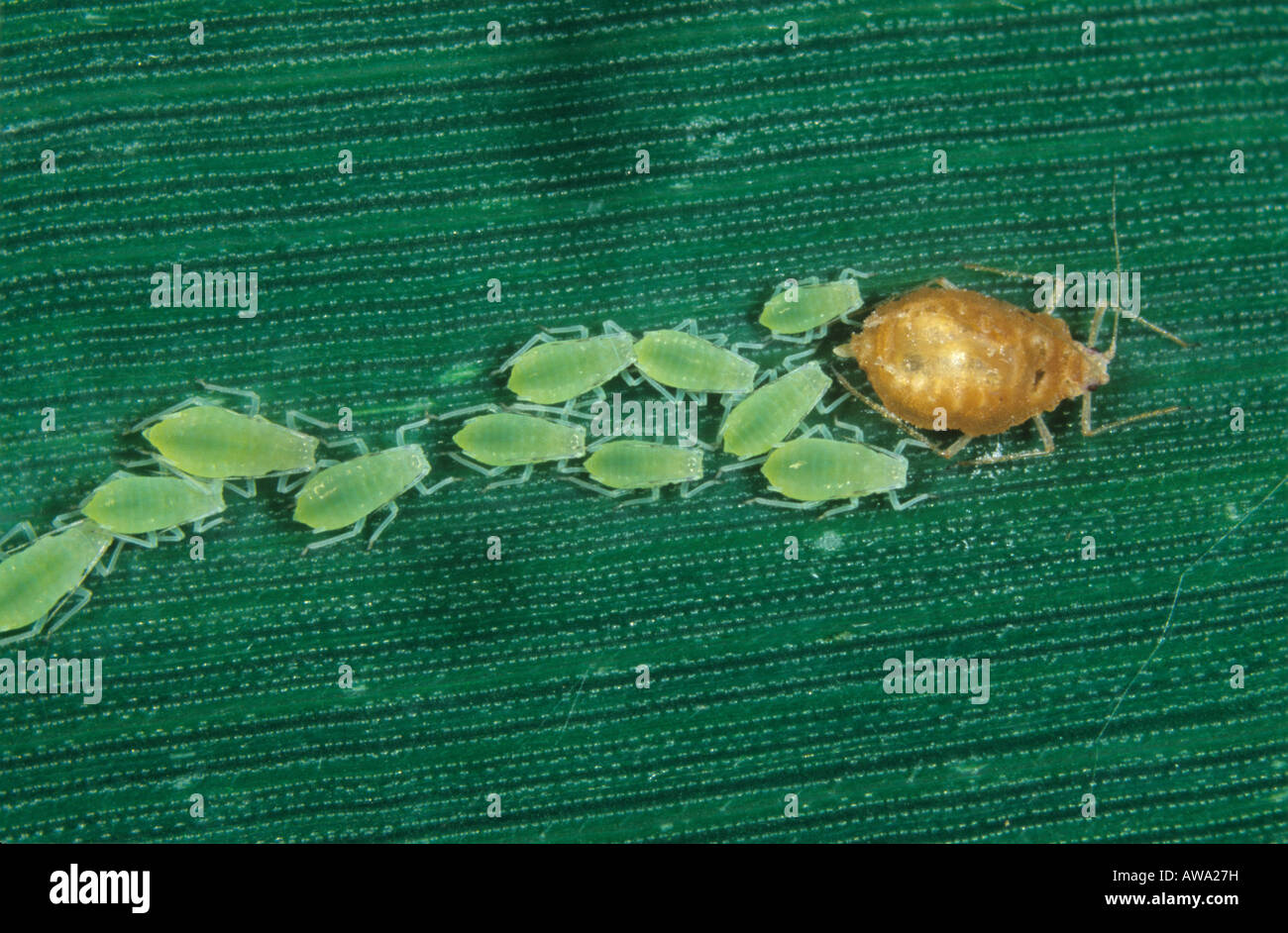 Rotkornblattlaus Metopolophium dirhodum reift mit erwachsenen Weibchen, die durch Pilze getötet werden Stockfoto